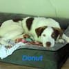 Donut neugieriger Junghund 12/24 in DE