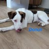Donut neugieriger Junghund 12/24 in DE