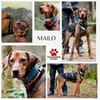 Noah / Mailo Bracke Mischling Rüde