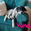 Yuna2 verschmust und gesellig 05/24 DE