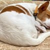 Teddy3 sucht ein Zuhause
