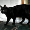 Mr. Jackson der Schmusekater!