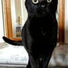 Mr. Jackson der Schmusekater!