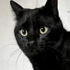 Mr. Jackson der Schmusekater!