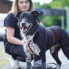 Senior BOWIE sucht liebes Zuhause