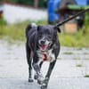 Senior BOWIE sucht liebes Zuhause