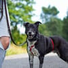 Senior BOWIE sucht liebes Zuhause