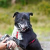 Senior BOWIE sucht liebes Zuhause