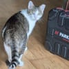Duffy sucht Menschen mit Katzenverstand