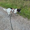 Balu, sensibler Abenteurer sucht Familie