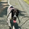 Balu, sensibler Abenteurer sucht Familie