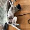 Balu, sensibler Abenteurer sucht Familie