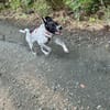 Balu, sensibler Abenteurer sucht Familie