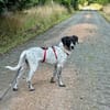 Balu, sensibler Abenteurer sucht Familie