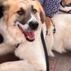 Neues Zuhause für Steven gesucht