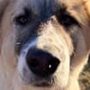 Neues Zuhause für Steven gesucht
