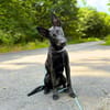 Lilly - intelligent&lernwillig