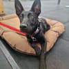 Lilly - intelligent&lernwillig