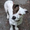 Klein♥Abbie♥Schmusemaus 63820 Elsenfeld