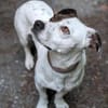 Klein♥Abbie♥Schmusemaus 63820 Elsenfeld
