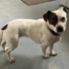 Klein♥Abbie♥Schmusemaus 63820 Elsenfeld