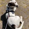 Klein♥Abbie♥Schmusemaus 63820 Elsenfeld
