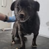 Rudi, kleines Herz auf kurzen Beinchen .