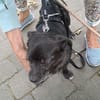 Rudi, kleines Herz auf kurzen Beinchen .
