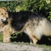 ANDOR - WUSCHEL sucht Zuhause