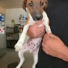 🐾🐶 Paul sucht ein liebevolles Zuhause