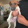 🐾🐶 Paul sucht ein liebevolles Zuhause
