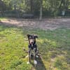 Finn - sozial und lernwillig