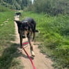 Finn - sozial und lernwillig