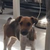 🐶❤ KLEINE Paula SUCHT EIN ZUHAUSE ❤🐾