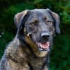 Scooby wartet in 74391 Erligheim!