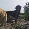 Scooby wartet in 74391 Erligheim!