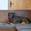 Scooby wartet in 74391 Erligheim!