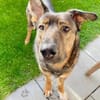 Notfell-HSH-Mix ❤ Nelli ❤ 81927-München