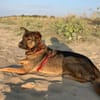 Notfell-HSH-Mix ❤ Nelli ❤ 81927-München