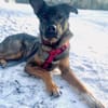 Notfell-HSH-Mix ❤ Nelli ❤ 81927-München