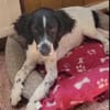 Gaby  Happy-Home  gesucht