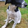 Gaby  Happy-Home  gesucht