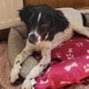 Gaby  Happy-Home  gesucht