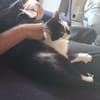 Lieber Tommy (Felv pos.)