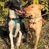 Ted & Millie - Freunde fürs Leben