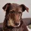 BENKO sucht kuscheliges Zuhause
