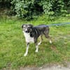 Wolf sucht sein Fürimmerzuhause