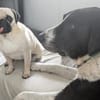 Bezaubernde Grace sucht Körbchen