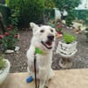 Dreibeinige, tolle Creta sucht Familie