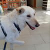 Dreibeinige, tolle Creta sucht Familie